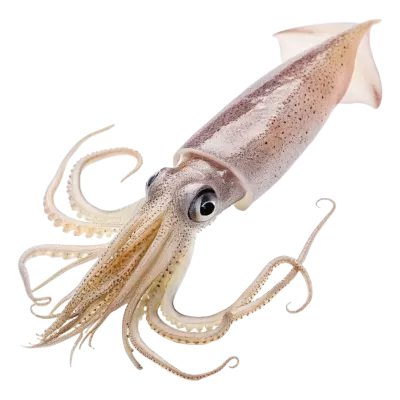 Imagen PNG para descargar